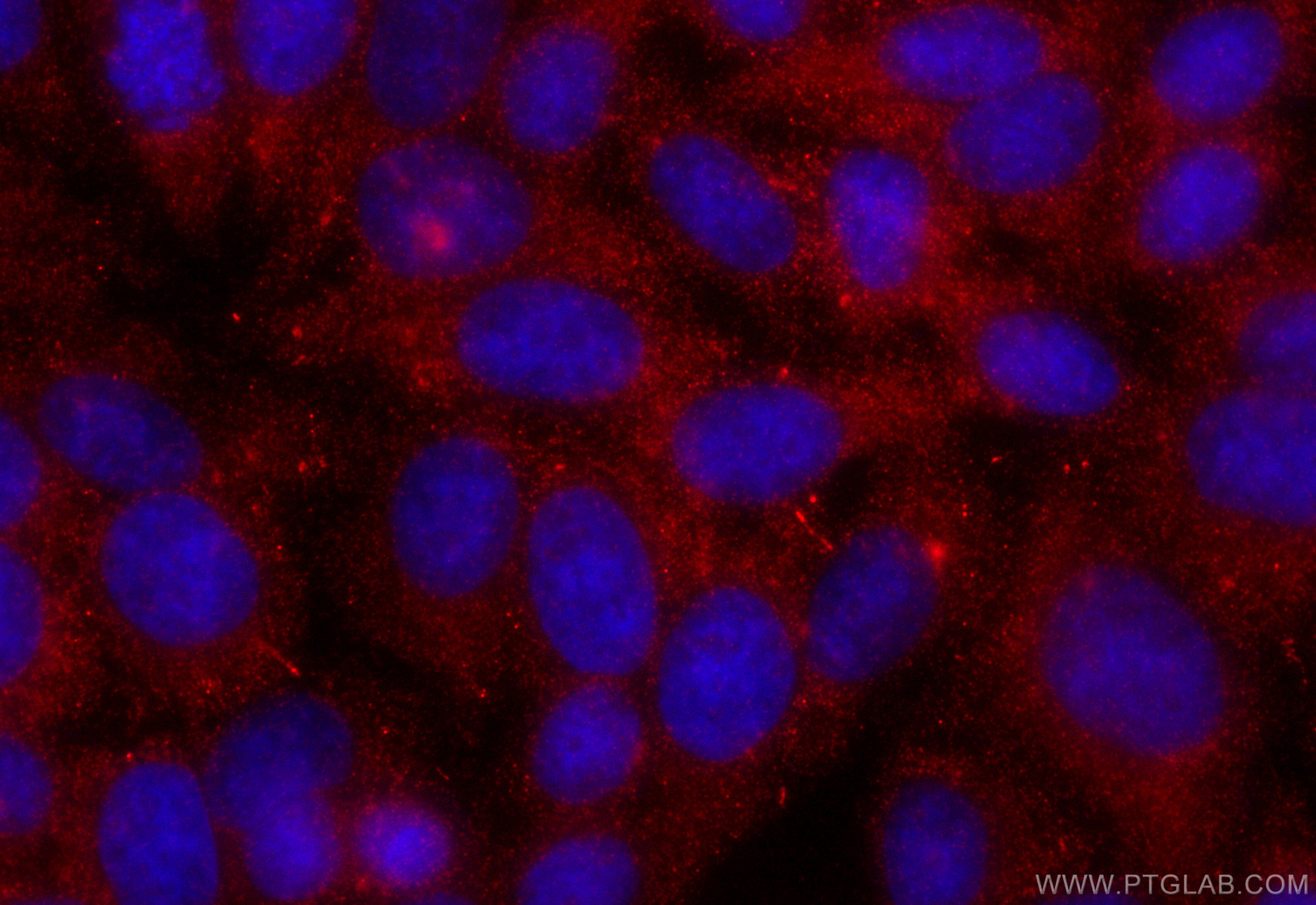 Immunofluorescence (IF) / fluorescent staining of HepG2 cells using CoraLite®594-conjugated AHR Monoclonal antibody (CL594-67785)