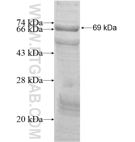 AHR fusion protein Ag12193 SDS-PAGE