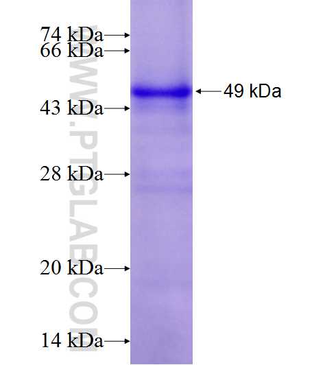AHR fusion protein Ag12240 SDS-PAGE