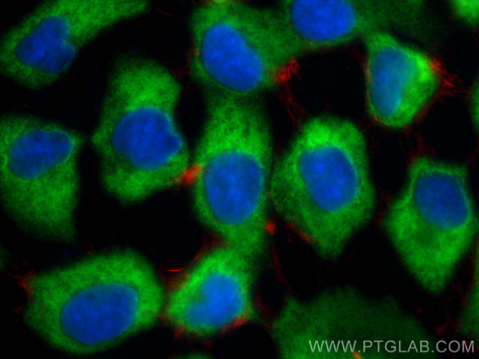 Immunofluorescence (IF) / fluorescent staining of A431 cells using AHSA1 Polyclonal antibody (14725-1-AP)