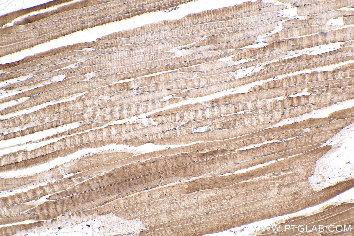 Immunohistochemistry (IHC) staining of mouse skeletal muscle tissue using AHSA1 Polyclonal antibody (14725-1-AP)