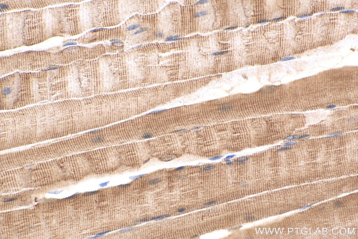 Immunohistochemistry (IHC) staining of mouse skeletal muscle tissue using AHSA1 Polyclonal antibody (14725-1-AP)