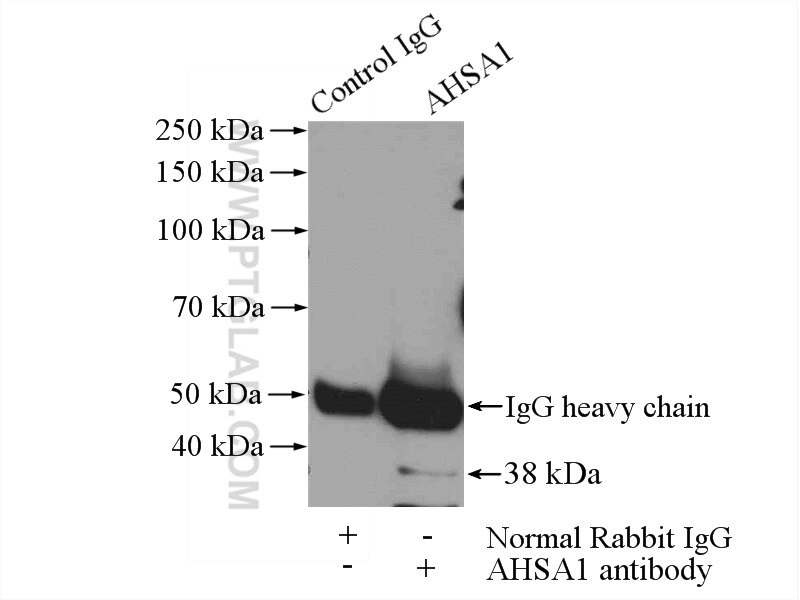 Immunoprecipitation (IP) experiment of mouse brain tissue using AHSA1 Polyclonal antibody (14725-1-AP)