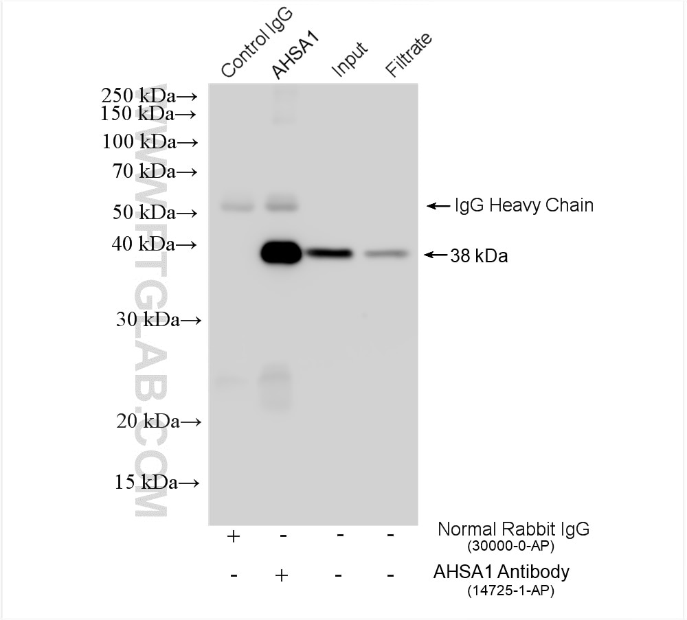 Immunoprecipitation (IP) experiment of mouse brain tissue using AHSA1 Polyclonal antibody (14725-1-AP)