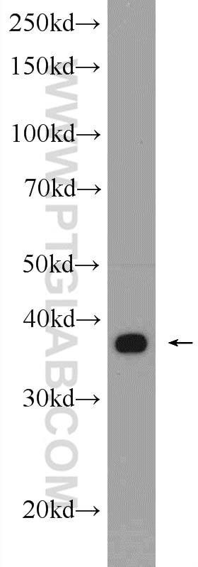 Western Blot (WB) analysis of A549 cells using AHSA1 Polyclonal antibody (14725-1-AP)