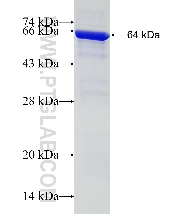 AHSA1 fusion protein Ag6482 SDS-PAGE