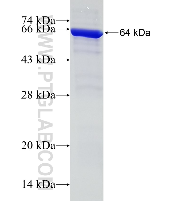 AHSA1 fusion protein Ag6482 SDS-PAGE