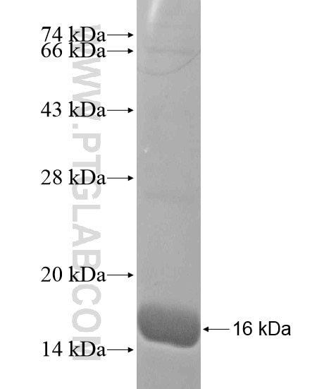 AHSA2 fusion protein Ag18879 SDS-PAGE