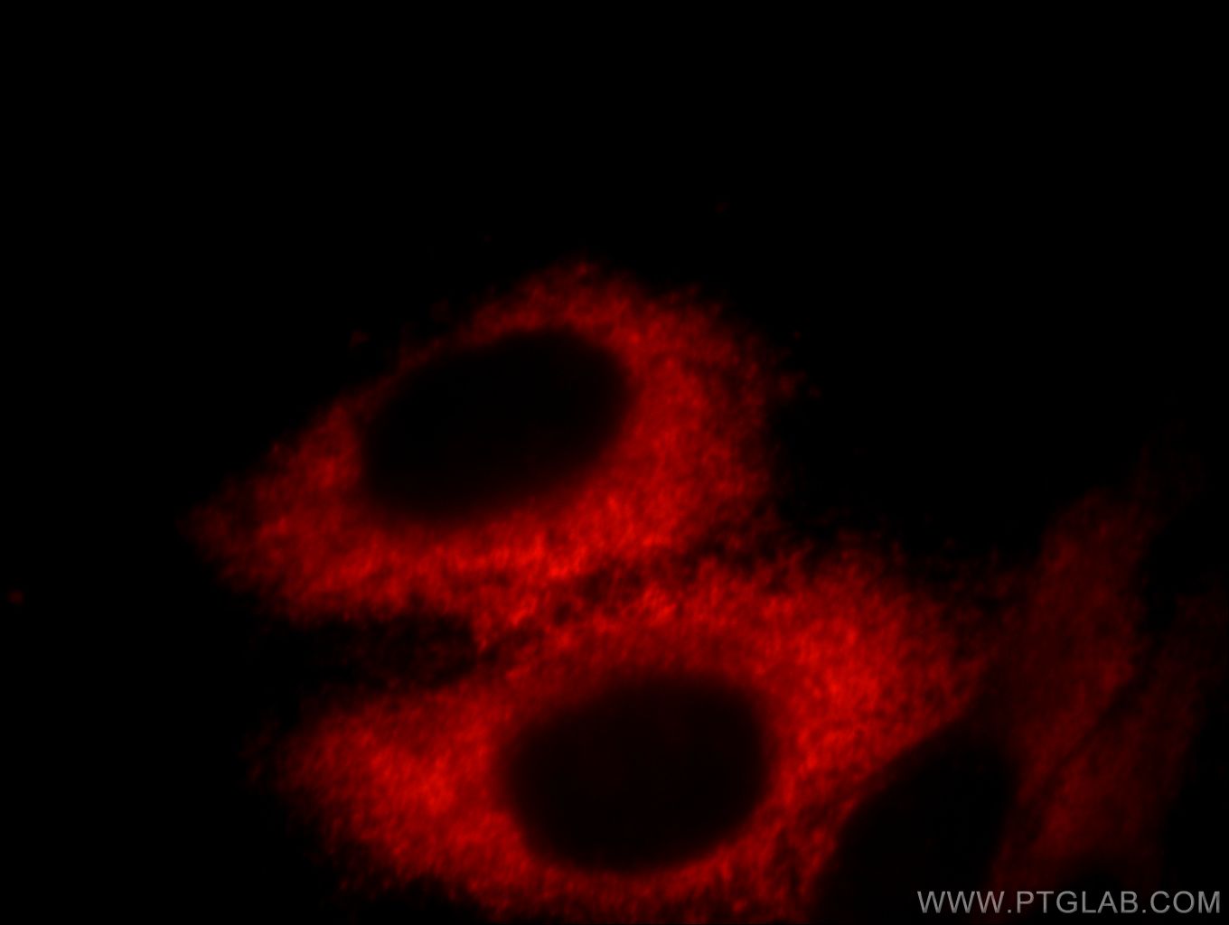 Immunofluorescence (IF) / fluorescent staining of HepG2 cells using Fetuin-A Monoclonal antibody (66094-1-Ig)