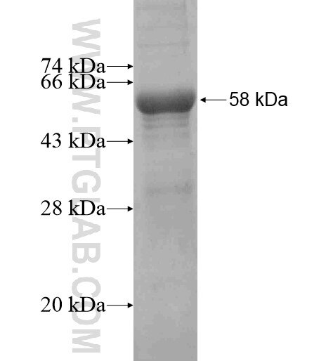 AHSG fusion protein Ag10073 SDS-PAGE