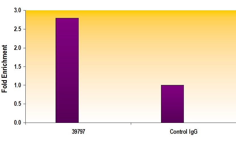 AIB1 antibody tested by ChIP analysis. Chromatin IP performed using the ChIP-IT Express Kit (Catalog No. 53008) and MCF-7 chromatin (1.5 x 106 cell equivalents per ChIP) using 10 ul of AIB1 / SRC-3 antibody or the equivalent amount of rabbit IgG as a negative control. Real time, quantitative PCR (RT-qPCR) was performed on DNA purified from each of the ChIP reactions using a primer pair specific for the pS2 gene promoter. Data are presented as Fold Enrichment of the ChIP antibody signal versus the negative control IgG using the ddCT method. AIB1 antibody tested by ChIP analysis. Chromatin IP performed using the ChIP-IT Express Kit (Catalog No. 53008) and MCF-7 chromatin (1.5 x 106 cell equivalents per ChIP) using 10 ul of AIB1 / SRC-3 antibody or the equivalent amount of rabbit IgG as a negative control. Real time, quantitative PCR (RT-qPCR) was performed on DNA purified from each of the ChIP reactions using a primer pair specific for the pS2 gene promoter. Data are presented as Fold Enrichment of the ChIP antibody signal versus the negative control IgG using the ddCT method.