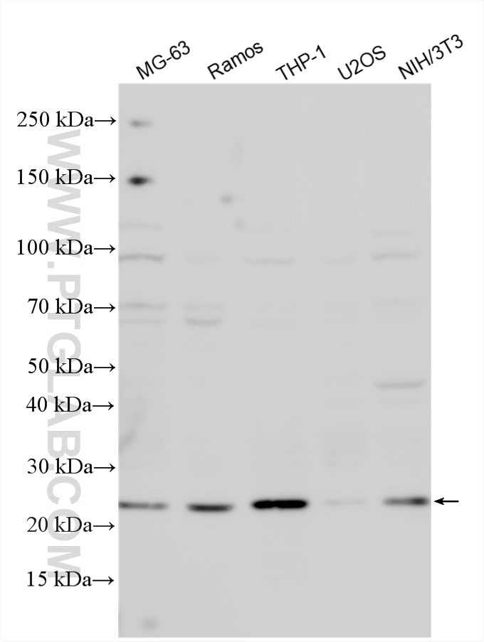 Western Blot (WB) analysis of various lysates using AID Polyclonal antibody (15642-1-AP)