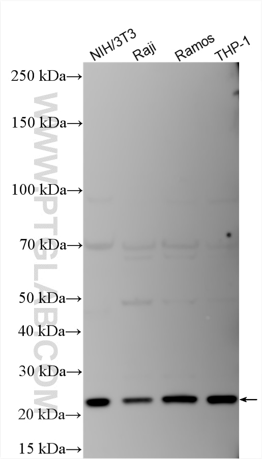 WB analysis using 15642-1-AP Western Blot (WB) analysis of various lysates using AID Polyclonal antibody (15642-1-AP)