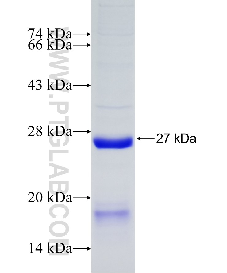 AID fusion protein Ag8236 SDS-PAGE