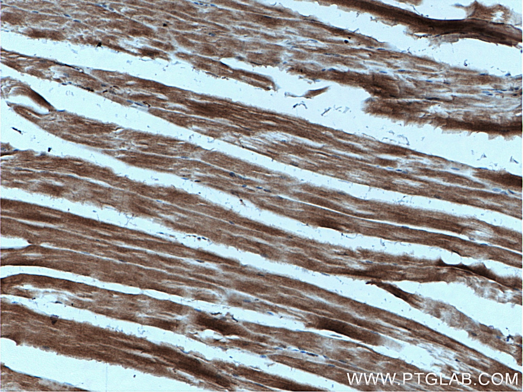 Immunohistochemistry (IHC) staining of mouse skeletal muscle tissue using AIDA Polyclonal antibody (23724-1-AP)