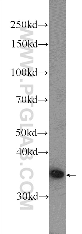 Western Blot (WB) analysis of HEK-293 cells using AIDA Polyclonal antibody (23724-1-AP)