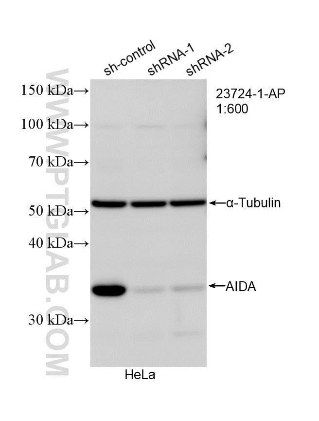 Western Blot (WB) analysis of HeLa cells using AIDA Polyclonal antibody (23724-1-AP)