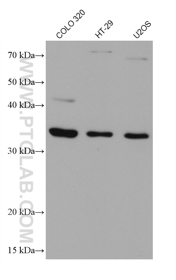 Western Blot (WB) analysis of various lysates using AIDA Monoclonal antibody (68153-1-Ig)