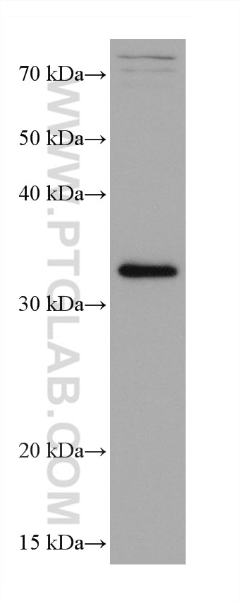 Western Blot (WB) analysis of HepG2 cells using AIDA Monoclonal antibody (68153-1-Ig)