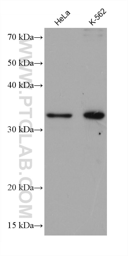 Western Blot (WB) analysis of various lysates using AIDA Monoclonal antibody (68153-1-Ig)