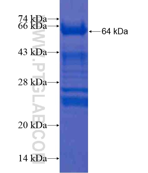 AIDA fusion protein Ag20588 SDS-PAGE
