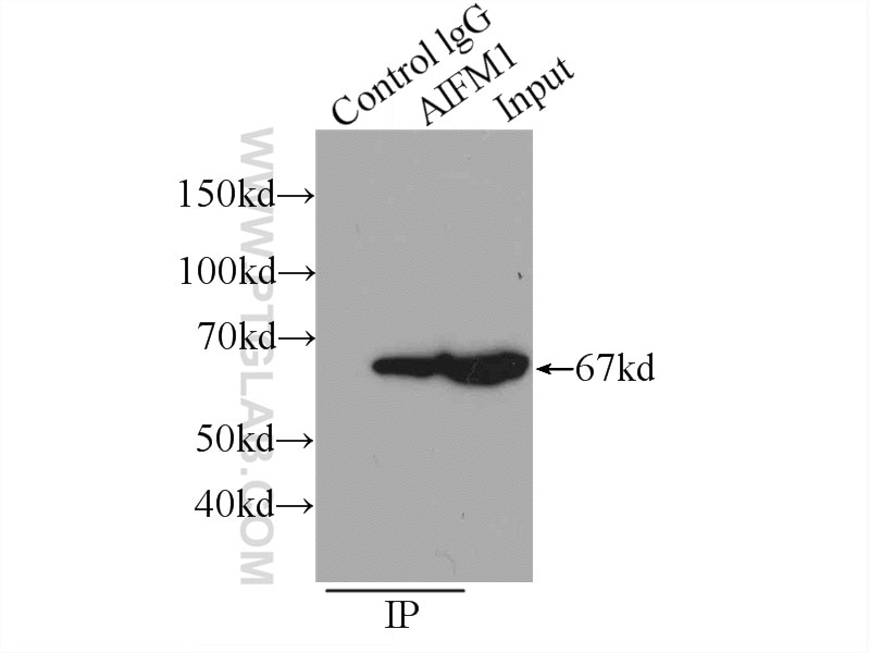 Immunoprecipitation (IP) experiment of HeLa cells using AIF Polyclonal antibody (17984-1-AP)