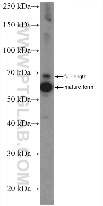 Western Blot (WB) analysis of HeLa cells using AIF Polyclonal antibody (17984-1-AP)