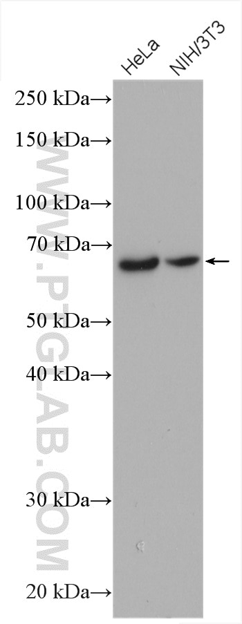 Western Blot (WB) analysis of various lysates using AIF Polyclonal antibody (17984-1-AP)