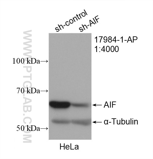 Western Blot (WB) analysis of HeLa cells using AIF Polyclonal antibody (17984-1-AP)