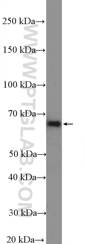 Western Blot (WB) analysis of NIH/3T3 cells using AIF Polyclonal antibody (17984-1-AP)