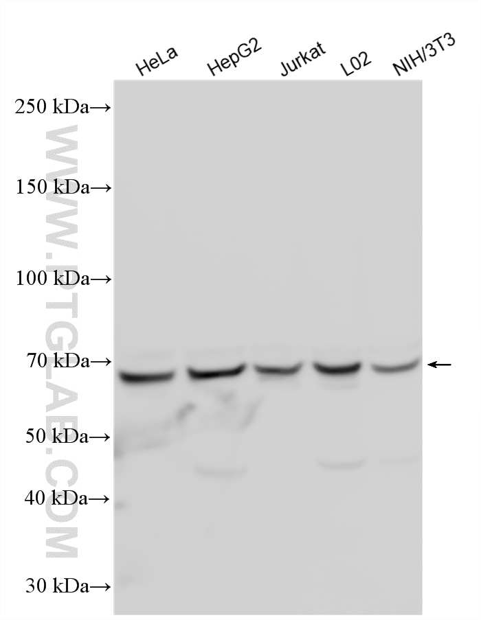 Western Blot (WB) analysis of various lysates using AIF Polyclonal antibody (17984-1-AP)