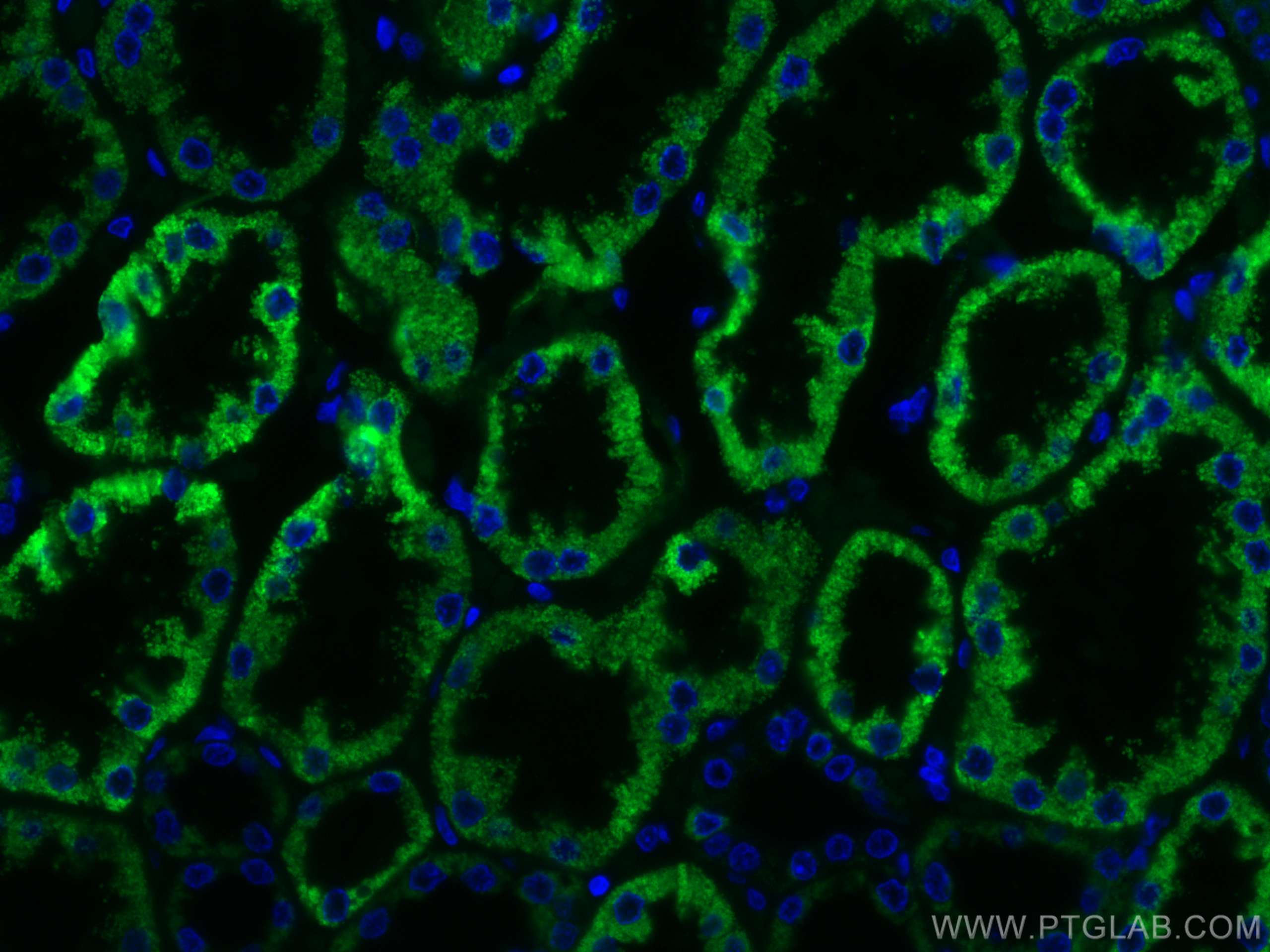 Immunofluorescence (IF) / fluorescent staining of human kidney tissue using AIF Monoclonal antibody (67791-1-Ig)