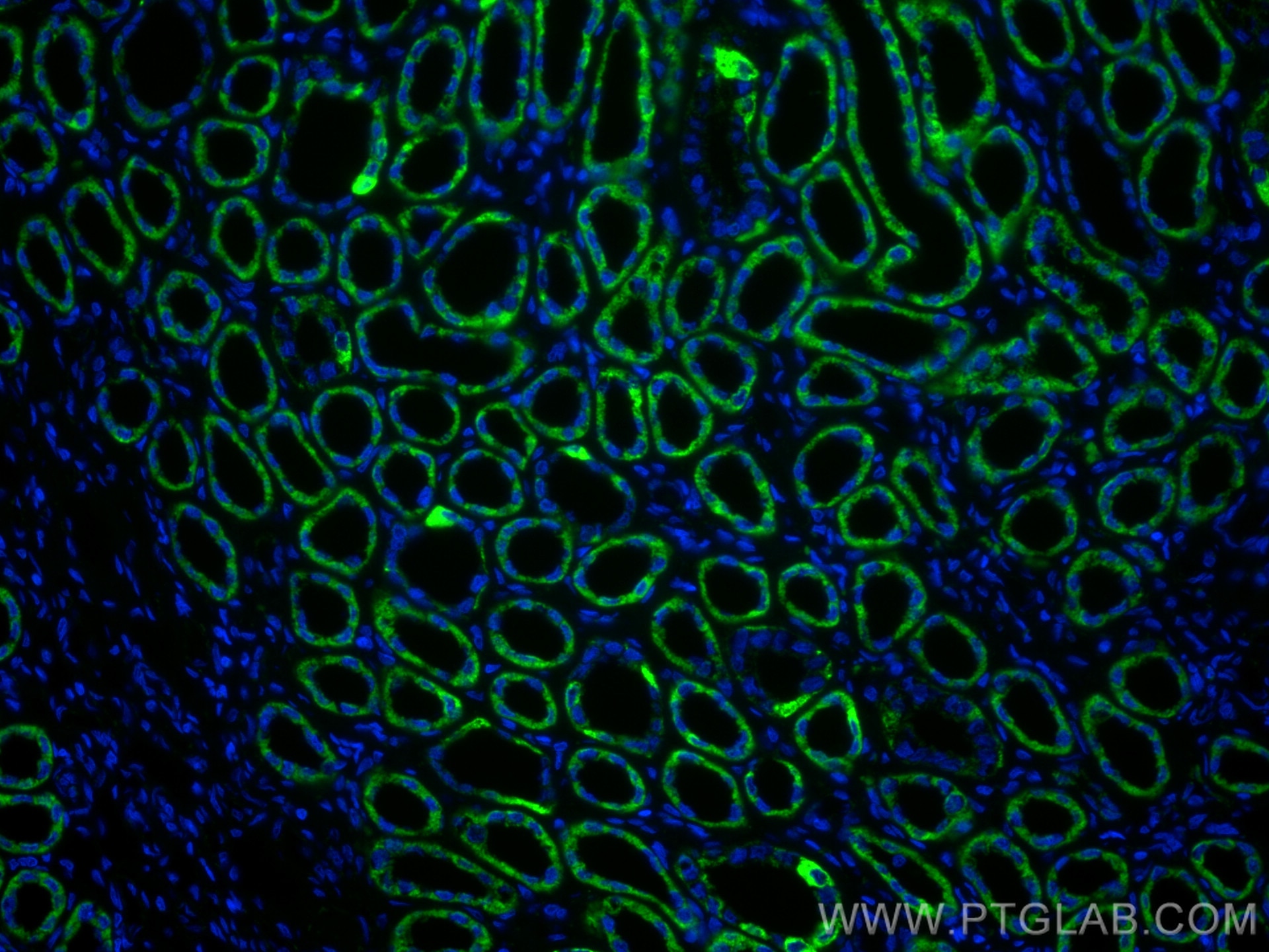 Immunofluorescence (IF) / fluorescent staining of human kidney tissue using AIF Monoclonal antibody (67791-1-Ig)