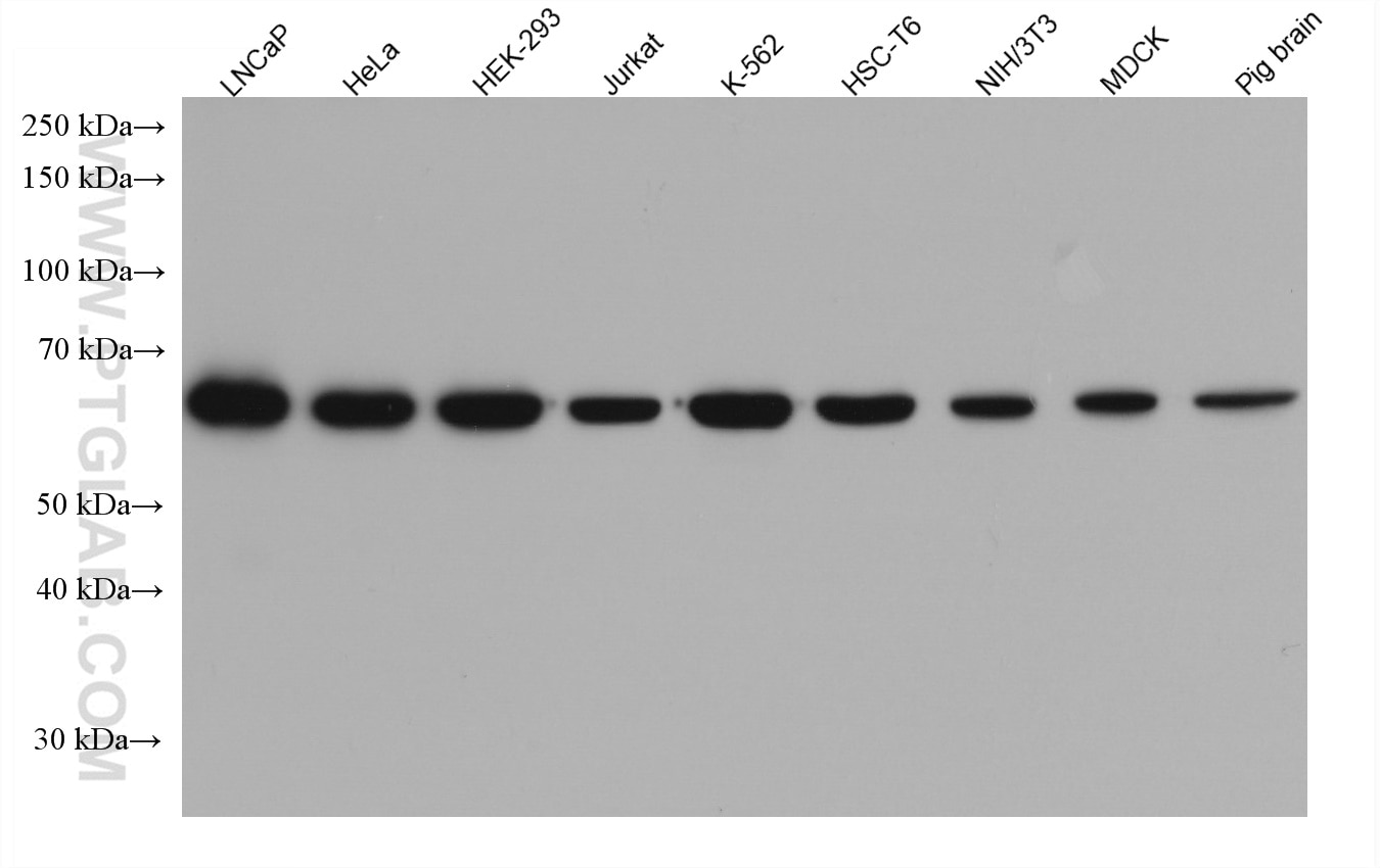 Western Blot (WB) analysis of various lysates using AIF Monoclonal antibody (67791-1-Ig)