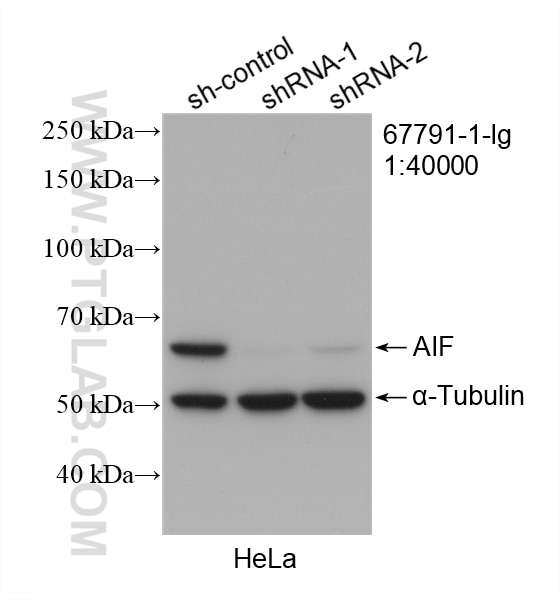 Western Blot (WB) analysis of HeLa cells using AIF Monoclonal antibody (67791-1-Ig)