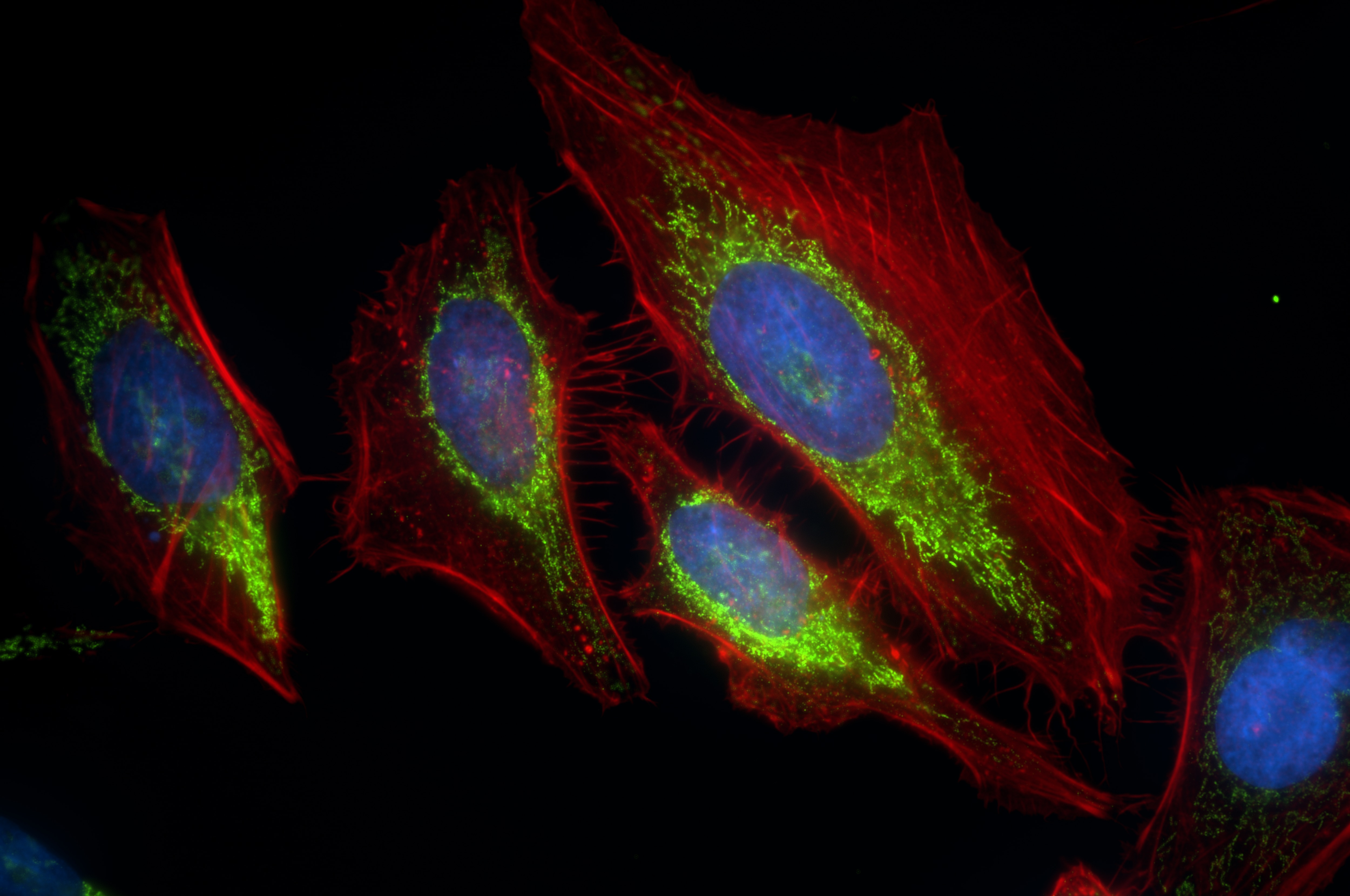 Immunofluorescence (IF) / fluorescent staining of HeLa cells using AIF Recombinant antibody (86156-1-RR)