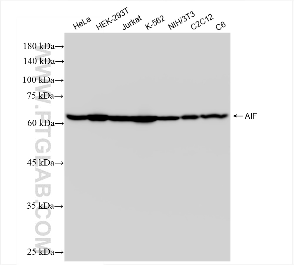 Western Blot (WB) analysis of various lysates using AIF Recombinant antibody (86156-1-RR)