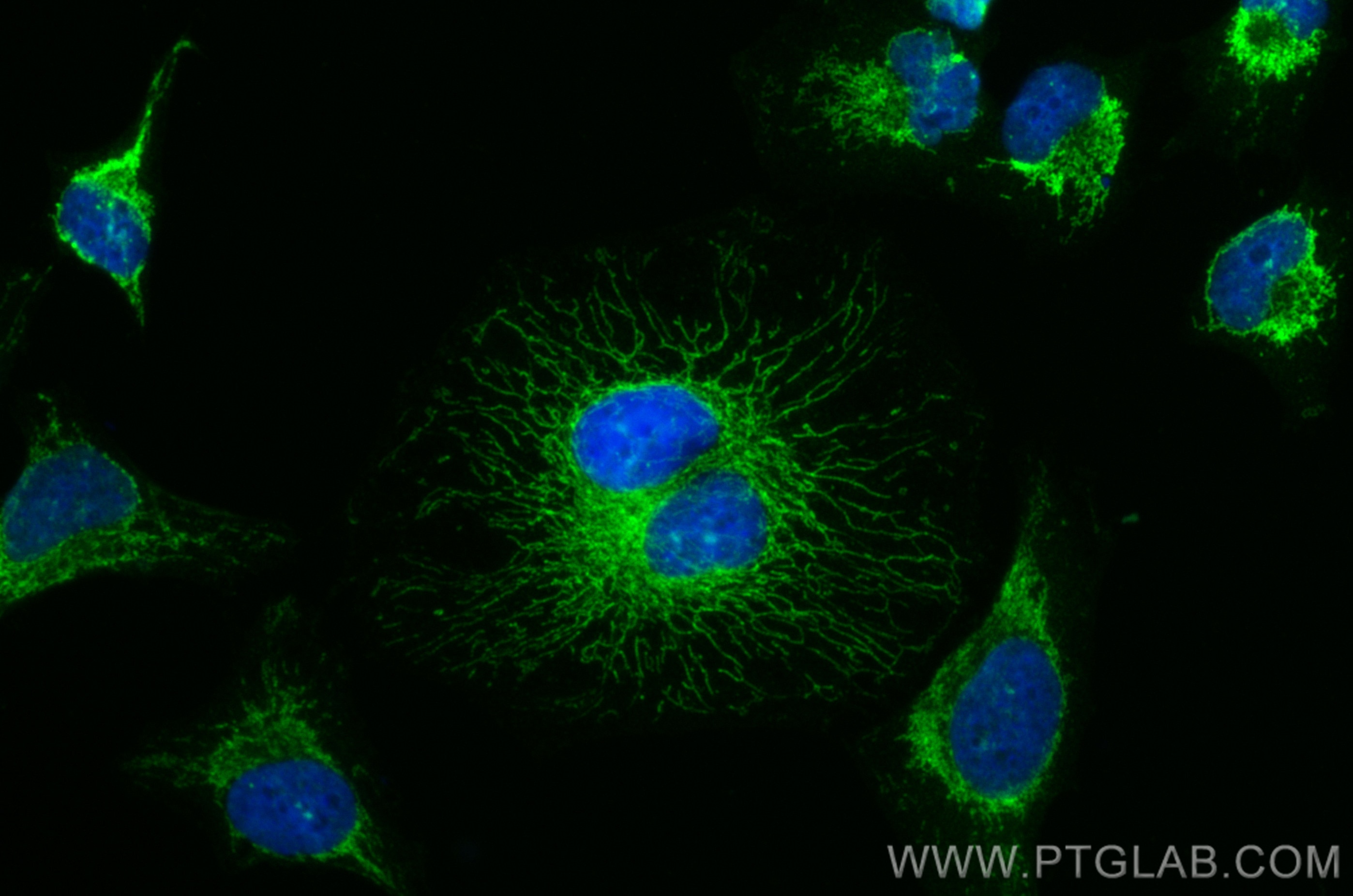 Immunofluorescence (IF) / fluorescent staining of HeLa cells using CoraLite® Plus 488-conjugated AIF Polyclonal antib (CL488-17984)
