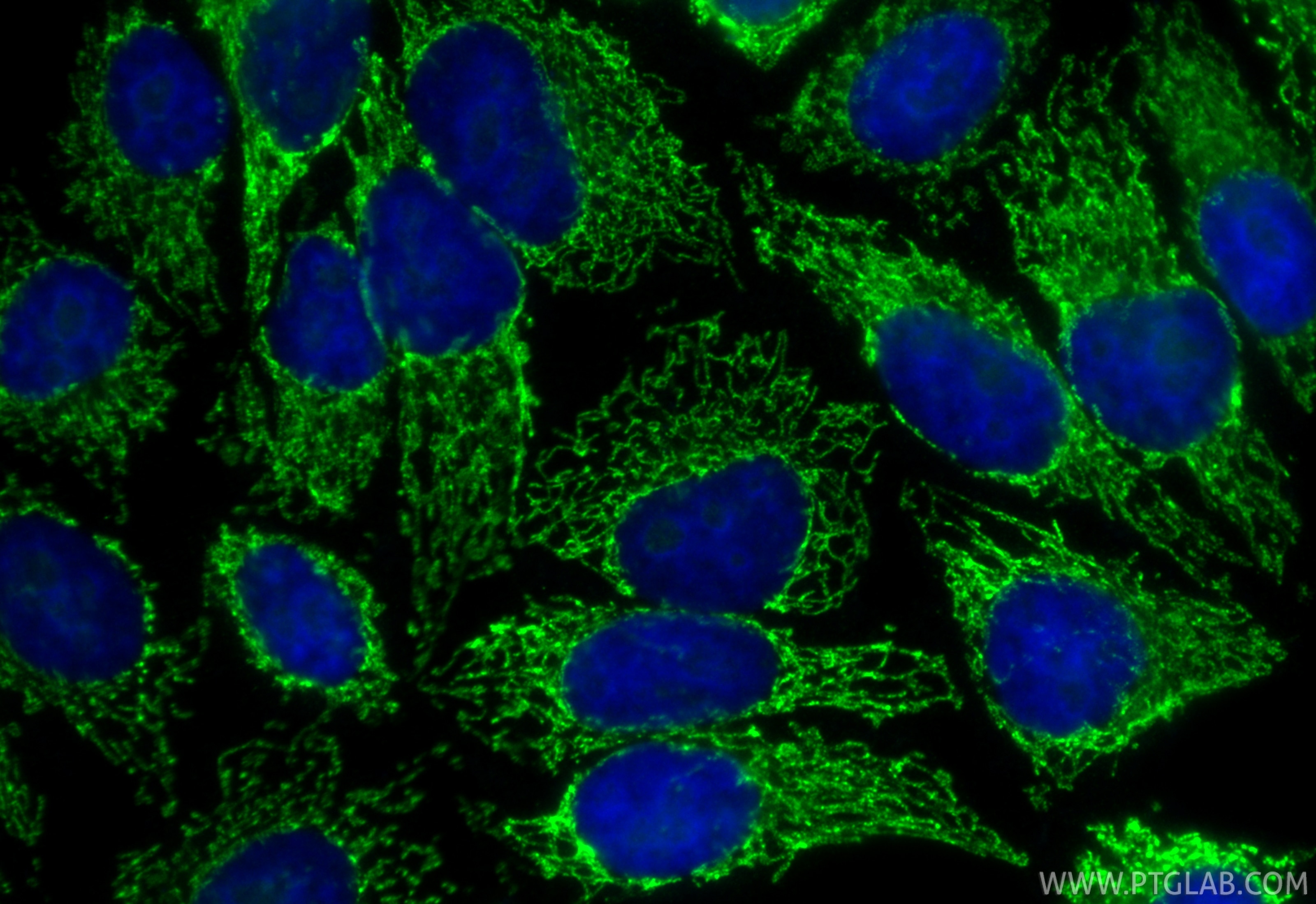 Immunofluorescence (IF) / fluorescent staining of HepG2 cells using CoraLite® Plus 488-conjugated AIF Recombinant mono (CL488-86156)
