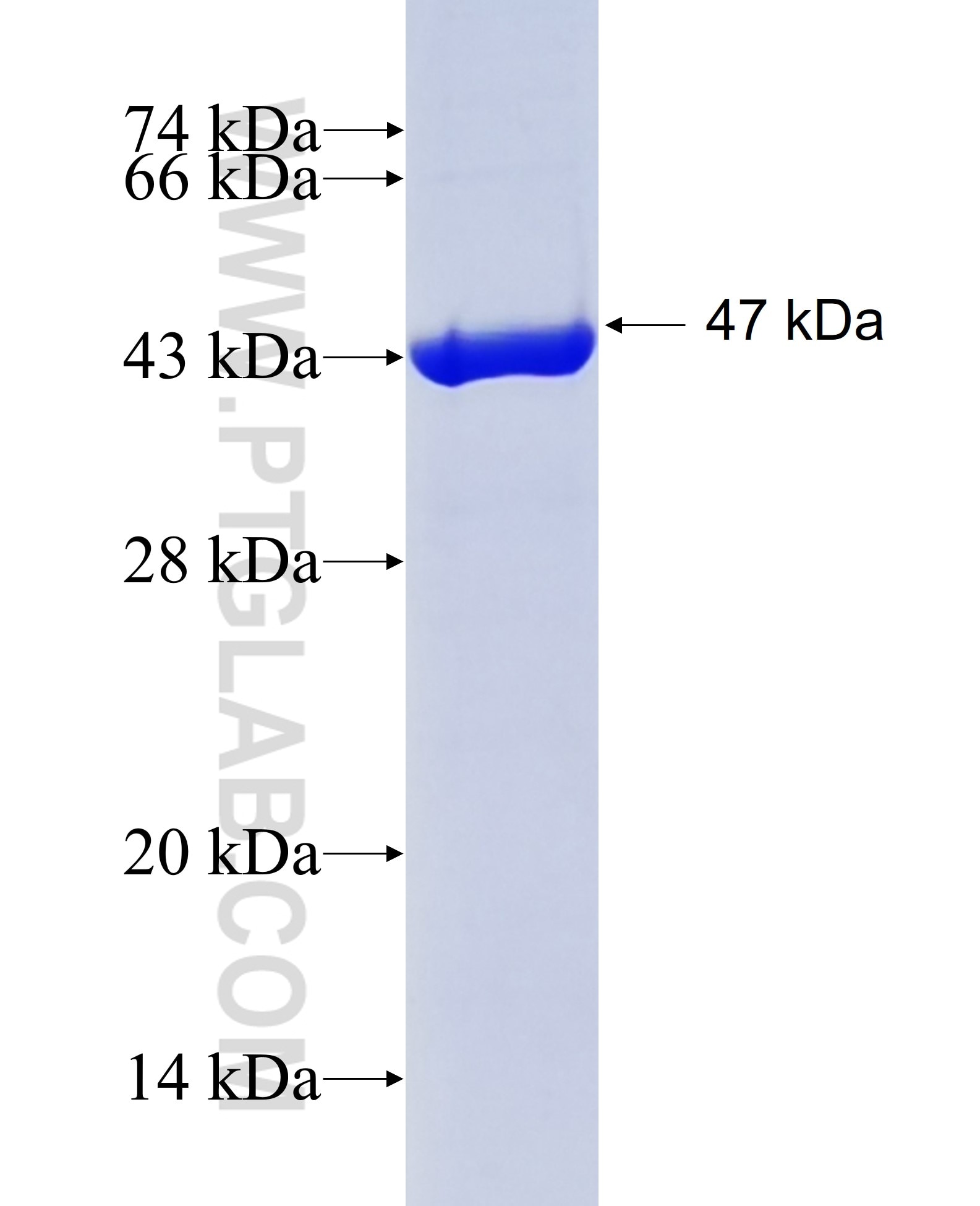 AIF fusion protein Ag12400 SDS-PAGE