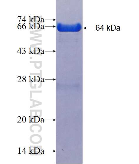AIF fusion protein Ag13268 SDS-PAGE