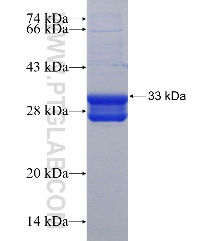 AIF1 fusion protein Ag30575 SDS-PAGE