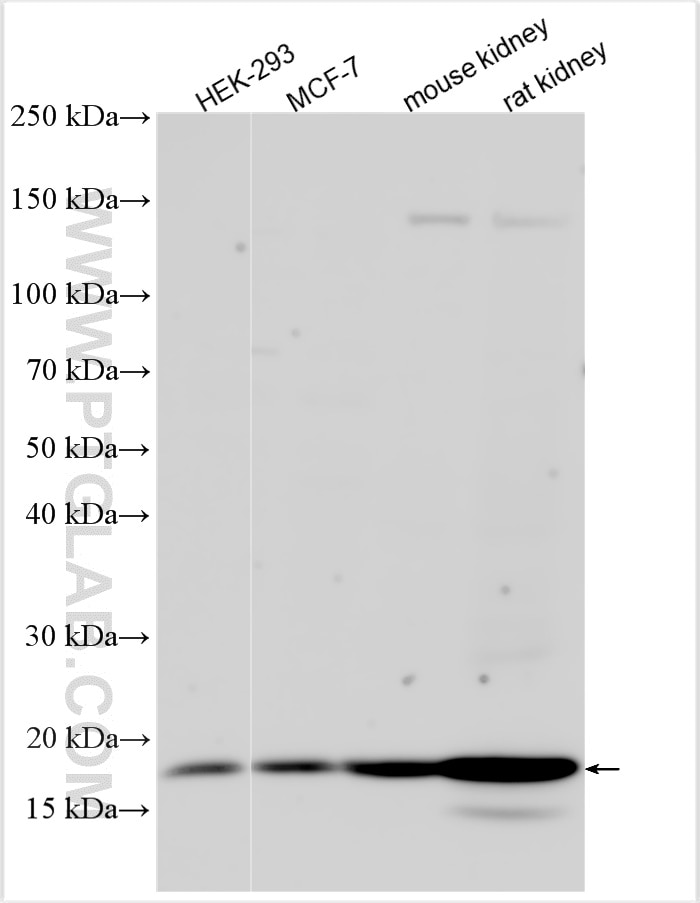 Western Blot (WB) analysis of various lysates using AIF1L Polyclonal antibody (31569-1-AP)