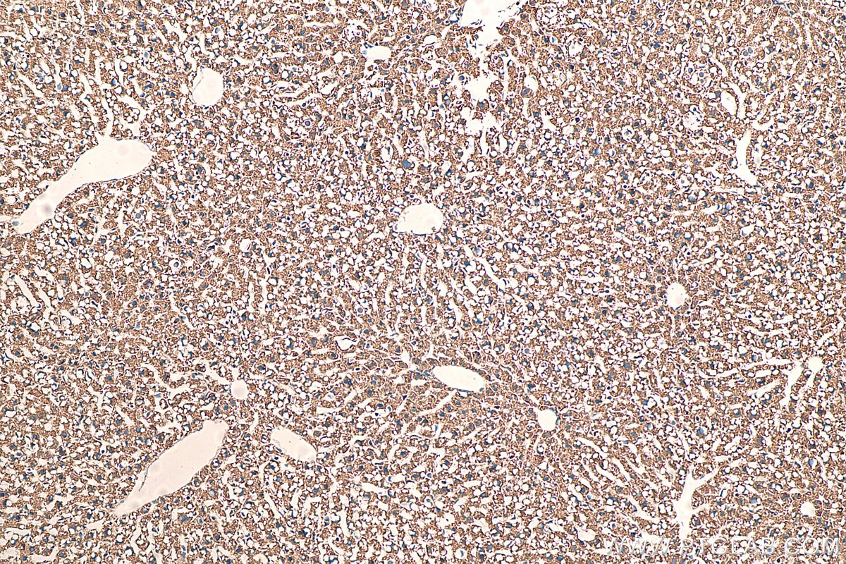 Immunohistochemistry (IHC) staining of mouse liver tissue using AIFM2/ FSP1 Polyclonal antibody (20886-1-AP)