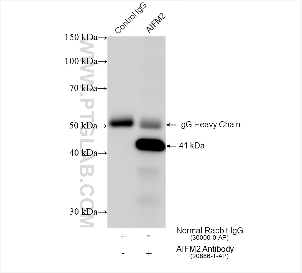 Immunoprecipitation (IP) experiment of L02 cells using AIFM2/ FSP1 Polyclonal antibody (20886-1-AP)