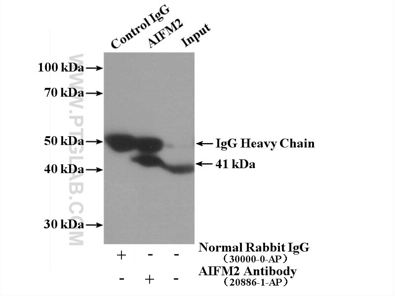 Immunoprecipitation (IP) experiment of L02 cells using AIFM2/ FSP1 Polyclonal antibody (20886-1-AP)