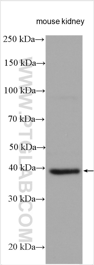 Western Blot (WB) analysis of various lysates using AIFM2/ FSP1 Polyclonal antibody (20886-1-AP)