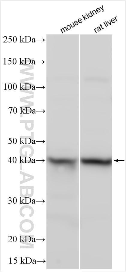 Western Blot (WB) analysis of various lysates using AIFM2/ FSP1 Polyclonal antibody (20886-1-AP)