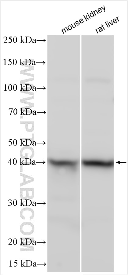 WB analysis using 20886-1-AP