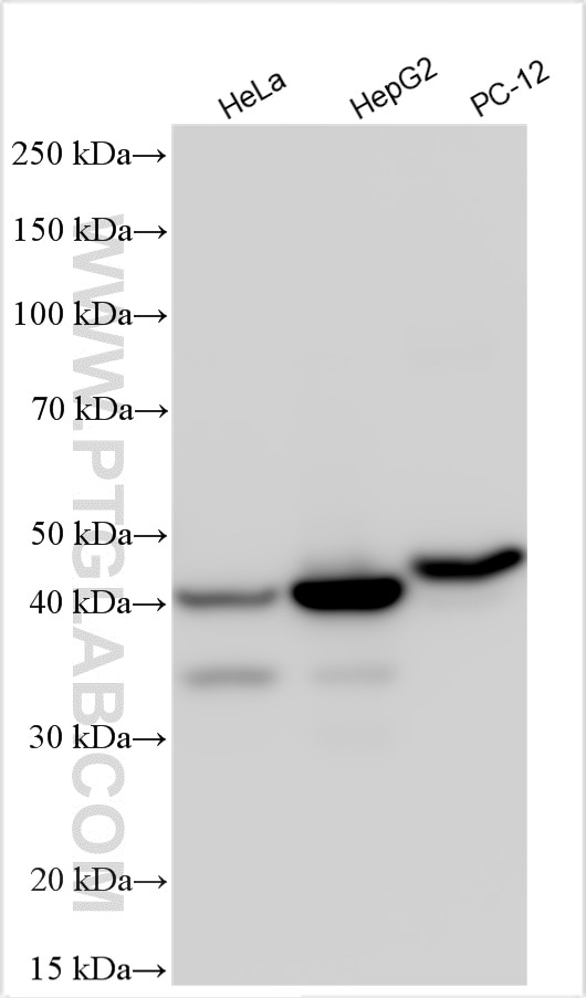 Western Blot (WB) analysis of various lysates using AIFM2/ FSP1 Polyclonal antibody (20886-1-AP)